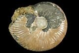 Fossil Ammonite (Craspedites) - Russia #104548-1